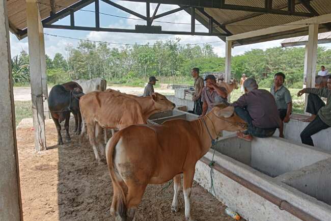 200 Ekor Sapi Diperjual Belikan di Pasar Hewan