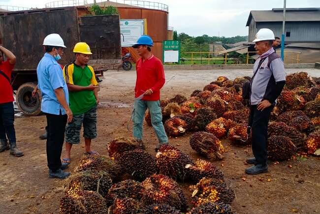 Petani Harapkan Harga TBS Normal Kembali