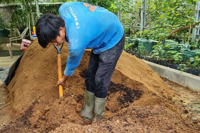 Pupuk Kandang Bagi Petani PALI Masih Jadi Primadona