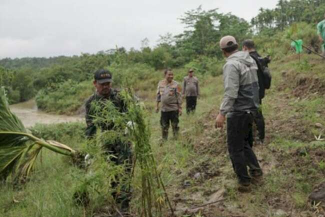 Tim Gabungan Musnahkan 40,3 Ton Ganja di Sawang Aceh Utara