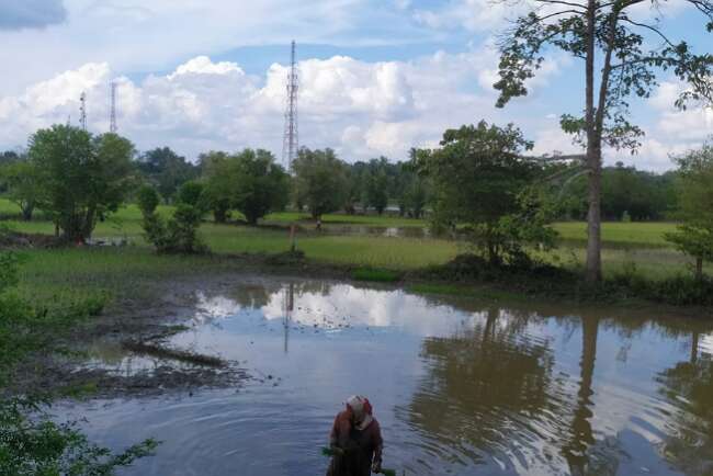 Petani Desa Celikah Mulai Tanam Padi Lebak