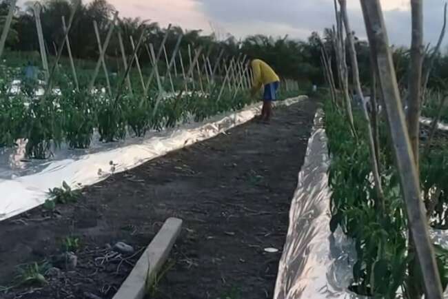 Petani Tuding Pemerintah Daerah Bungkam