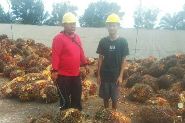 TBS di OKI Terus Turun, Petani Lesu