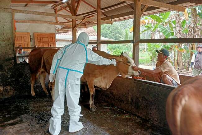 200 Dosis Vaksin Hewan Ternak di Distribusikan ke Lemja dan Mesuji Makmur