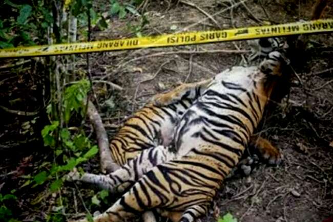 Polisi Ungkap Misteri Pembunuh Tiga Harimau di Aceh