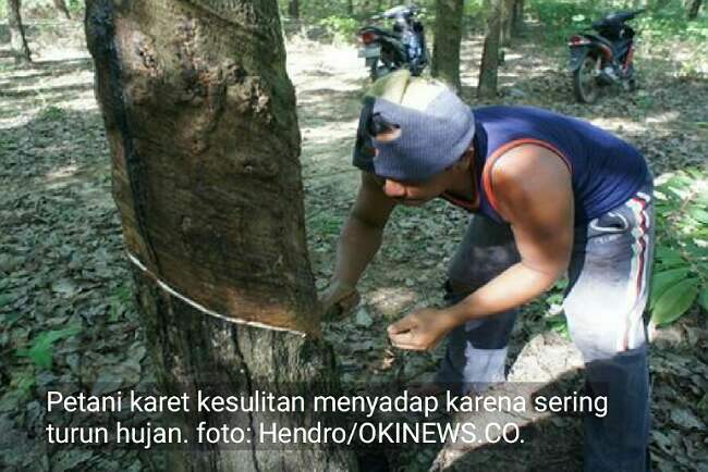 Hujan, Karet Keluar Jalur Membuat Petani Galau