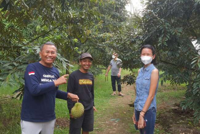 Durian Pentil