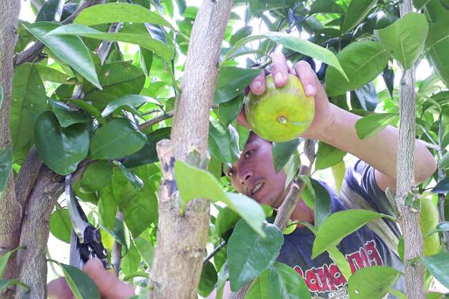 Kebun di Pagaralam Ikut Sejuta Sambung Pucuk Tanaman Kopi