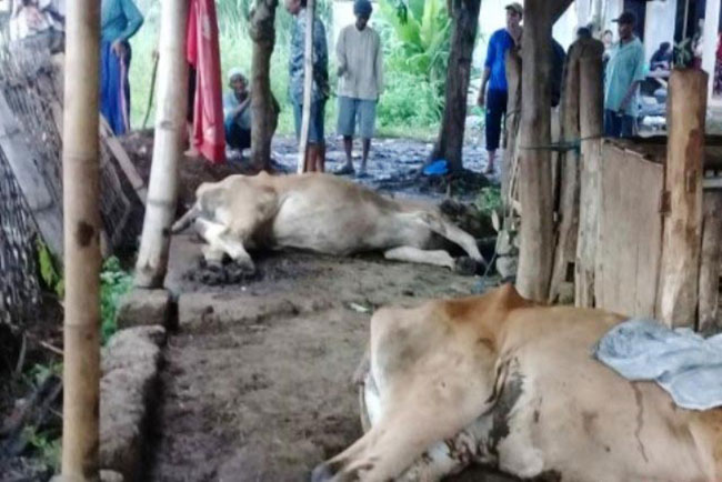 Banyak Sapi Peternak di Palembang Mati, Ini Kata Kepala Dinas Pertanian…